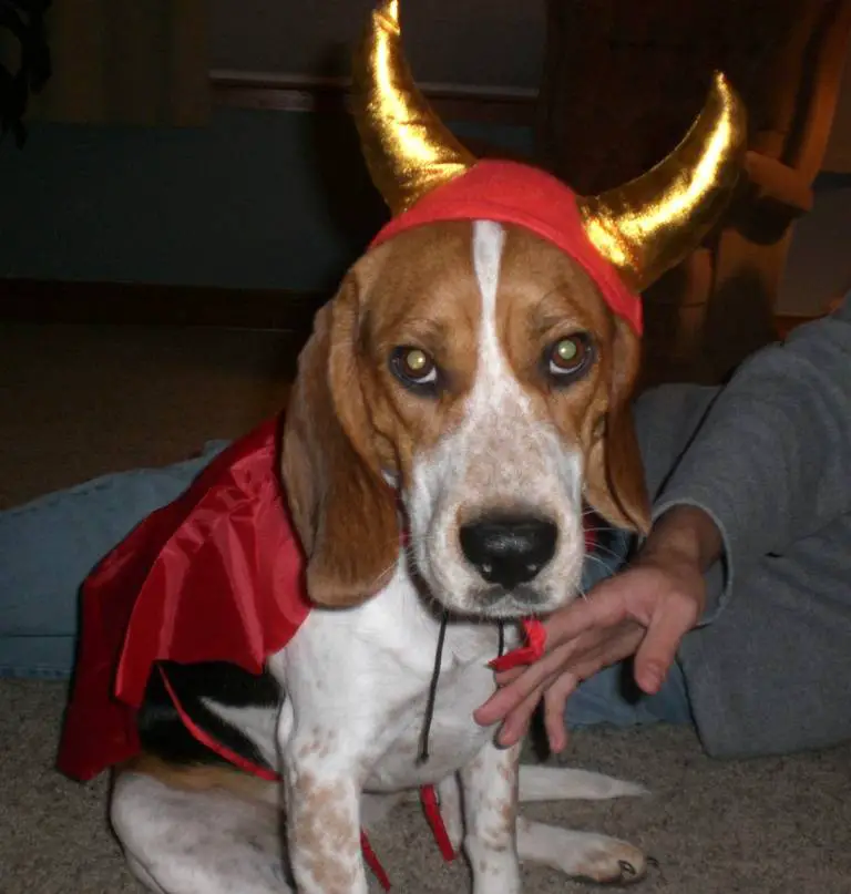 Beagle in devil costume while sitting on the floor in front of a person