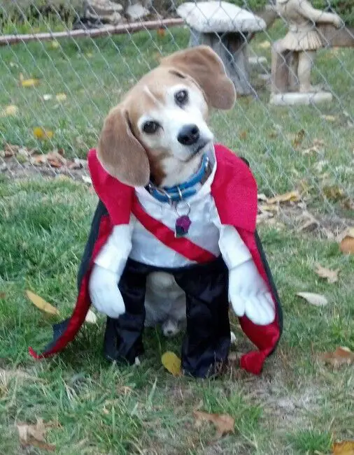 Beagle in dracula costume
