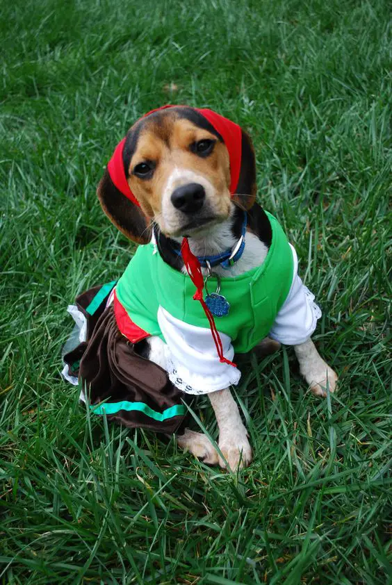 Beagle wearing a national costume while sitting on the green grass