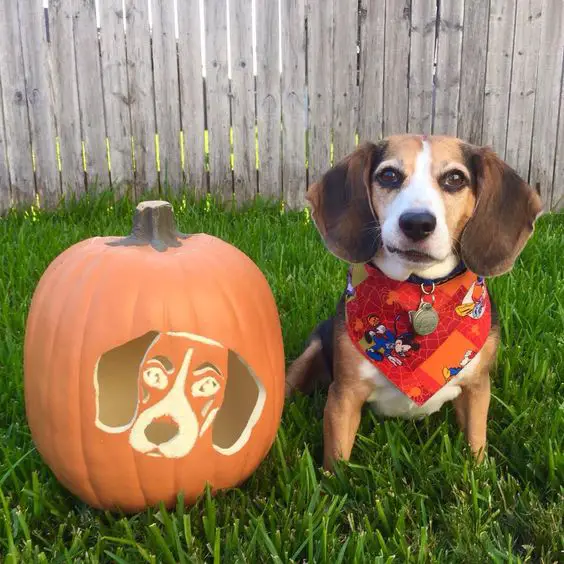 Beagle sitting in the yard next to pumpkin with its engraved face