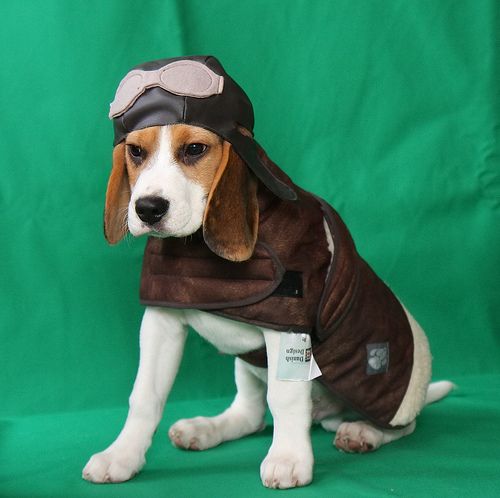 Beagle wearing a an aviator costume