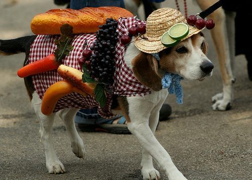 Beagle wearing a checkered dress designed with bread and fruits while walking in the street