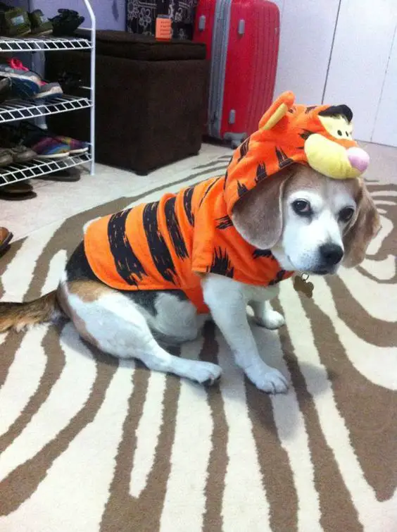 Beagle wearing tiger costume while sitting on the carpet