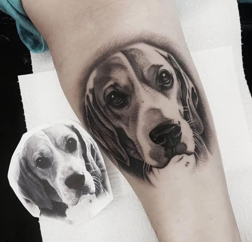 3D face of Beagle Dog tattoo on the forearm