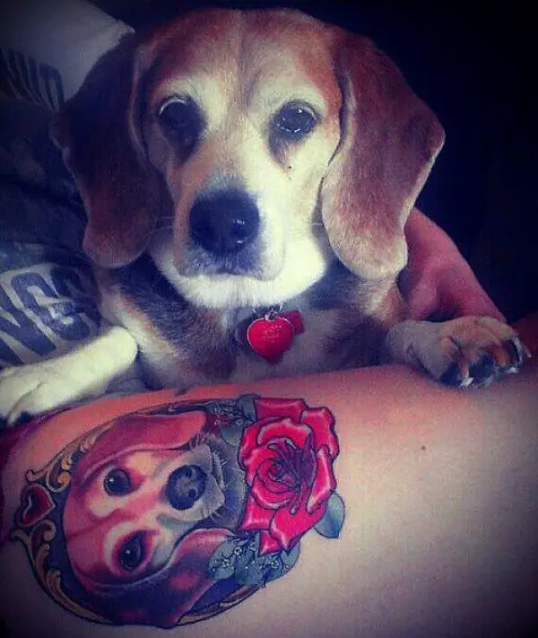 Beagle face with roses tattoo on thighs