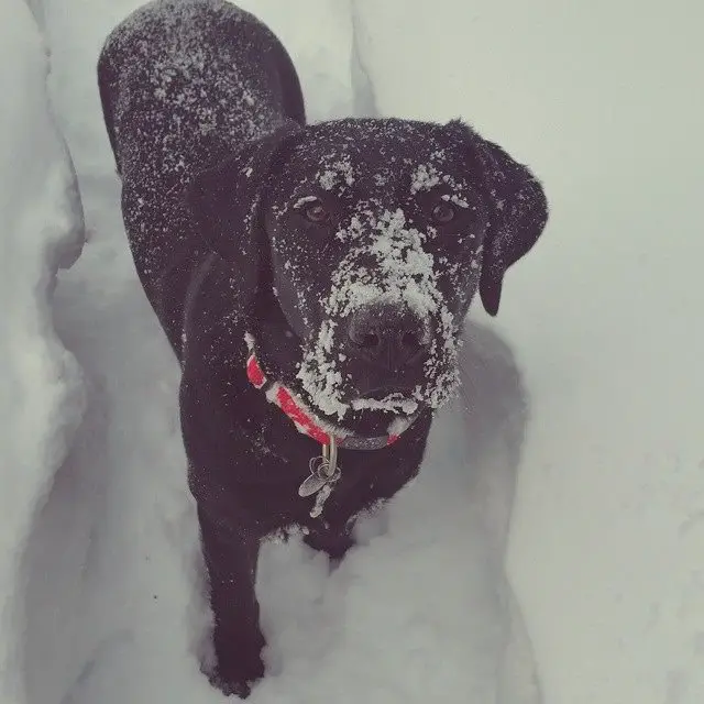 A Labrador outside in snow