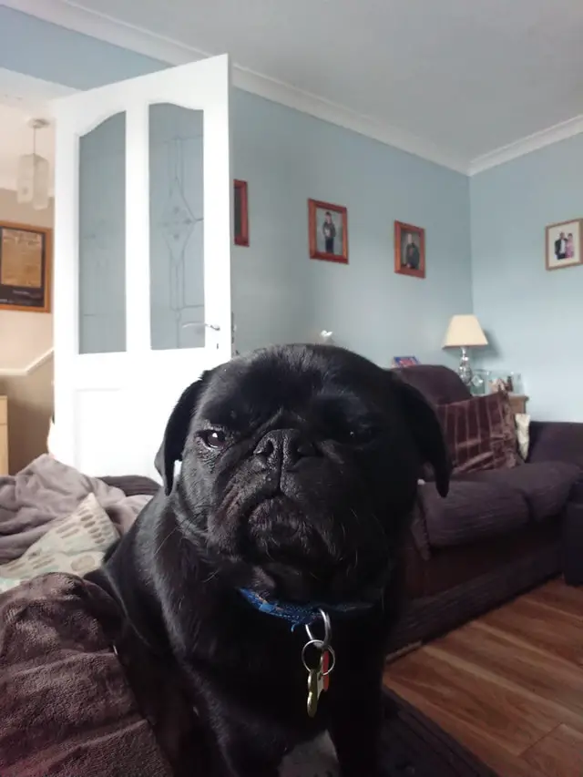 Pug sitting on the couch with its grumpy face