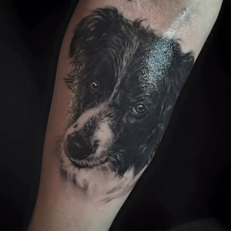 face of a black and white Border Collie tattoo on the forearm