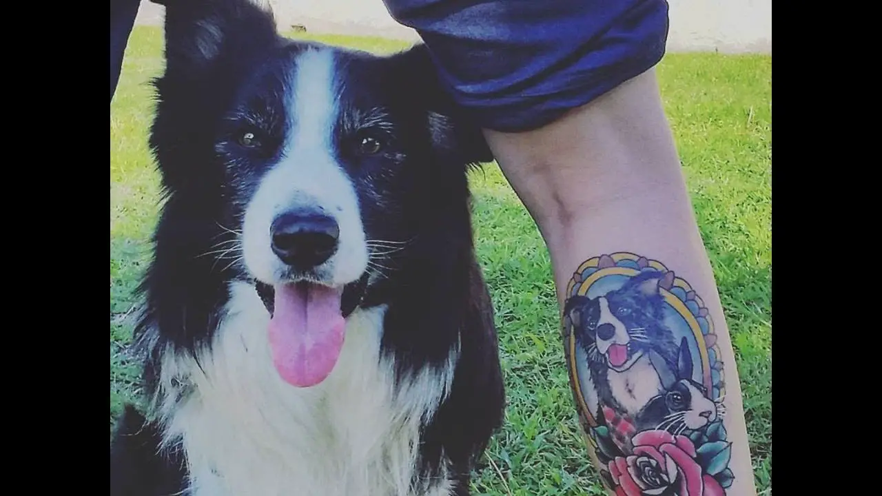 a man with a Border Collie in a frame tattoo on the leg standing in the yard with his Border Collie dog sitting in between his legs