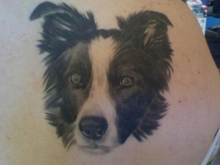 the face of a black and white Border Collie tattoo on the back