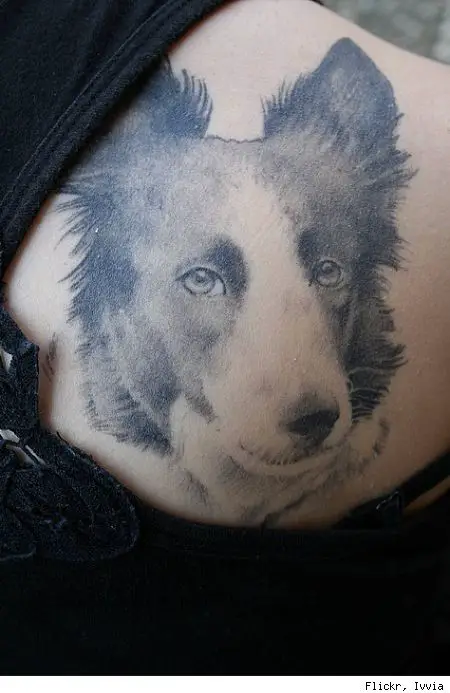 face of a Border Collie tattoo on the back