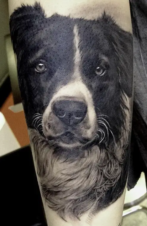 large realistic face of a Border Collie tattoo on the forearm