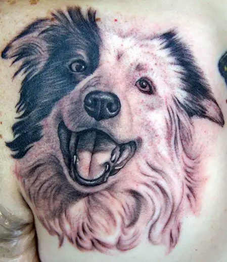 A happy black and white face of a Border Collie tattoo on the chest