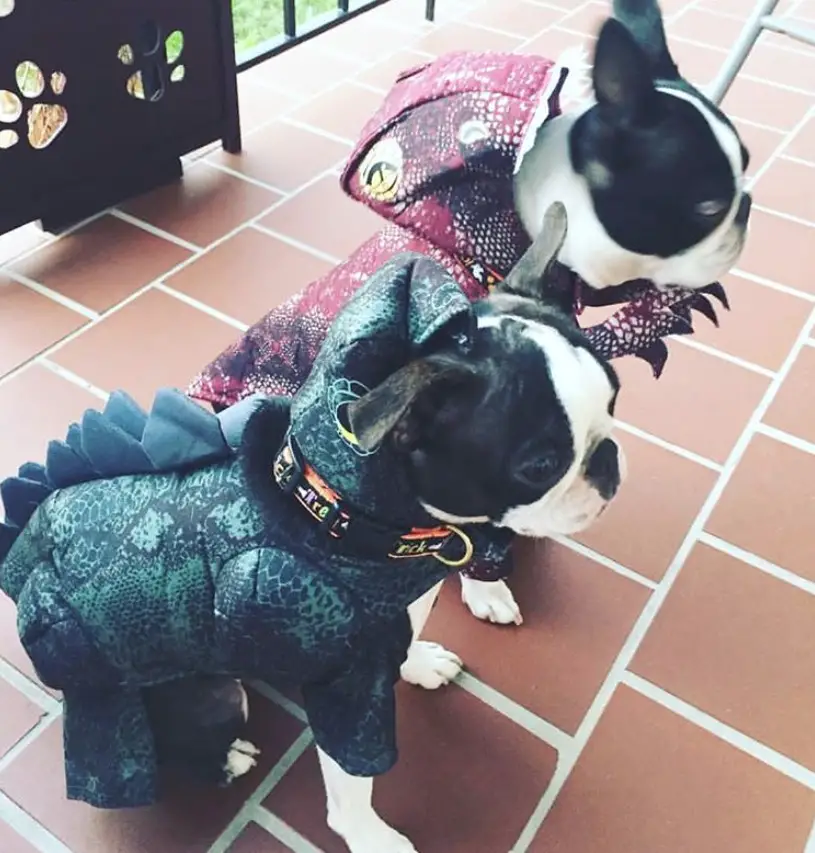two Boston Terriers in dinosaur costume while sitting on the floor