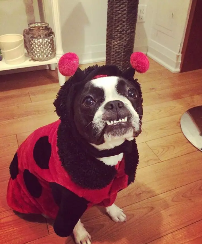 A Boston Terrier in ladybug costume while sitting on the floor with its begging face