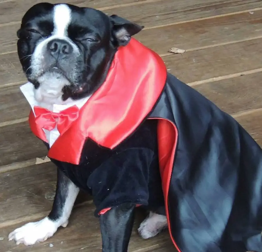 A Boston Terrier in Dracula Costume while sitting on the floor in its sleepy face