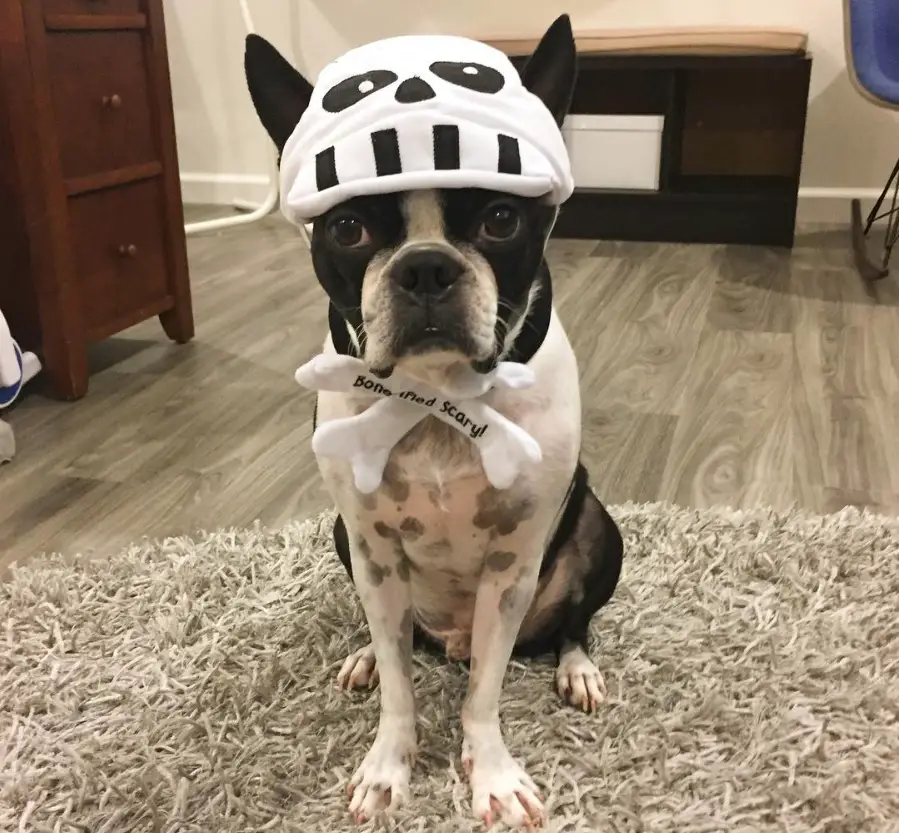 A Boston Terrier wearing a panda head piece while sitting in the carpet