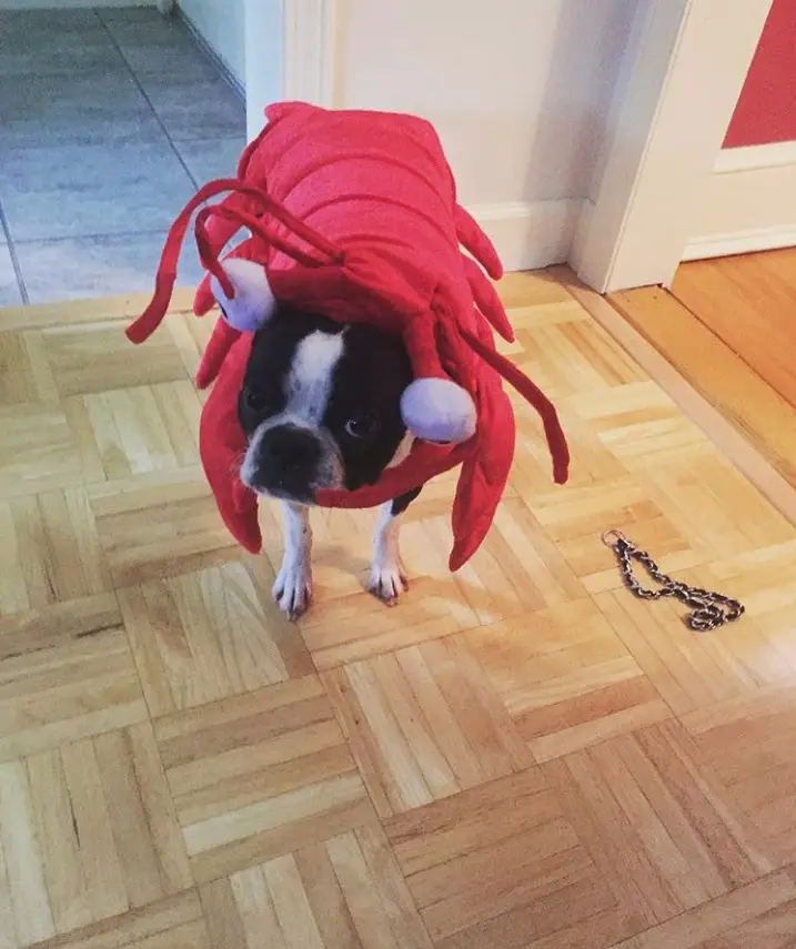 A Boston Terrier in lobster costume while standing on the floor