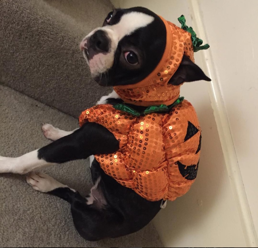 A Boston Terrier in pumpkin costume while sitting on the stairway