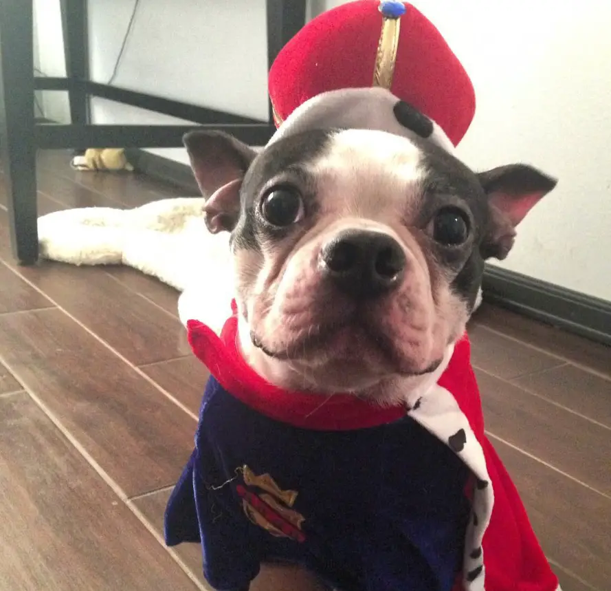 A Boston Terrier in loyalty costume while sitting on the floor