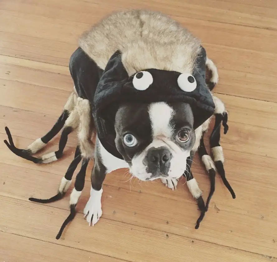 A Boston Terrier in Spider Costume while sitting on the floor with its sad face