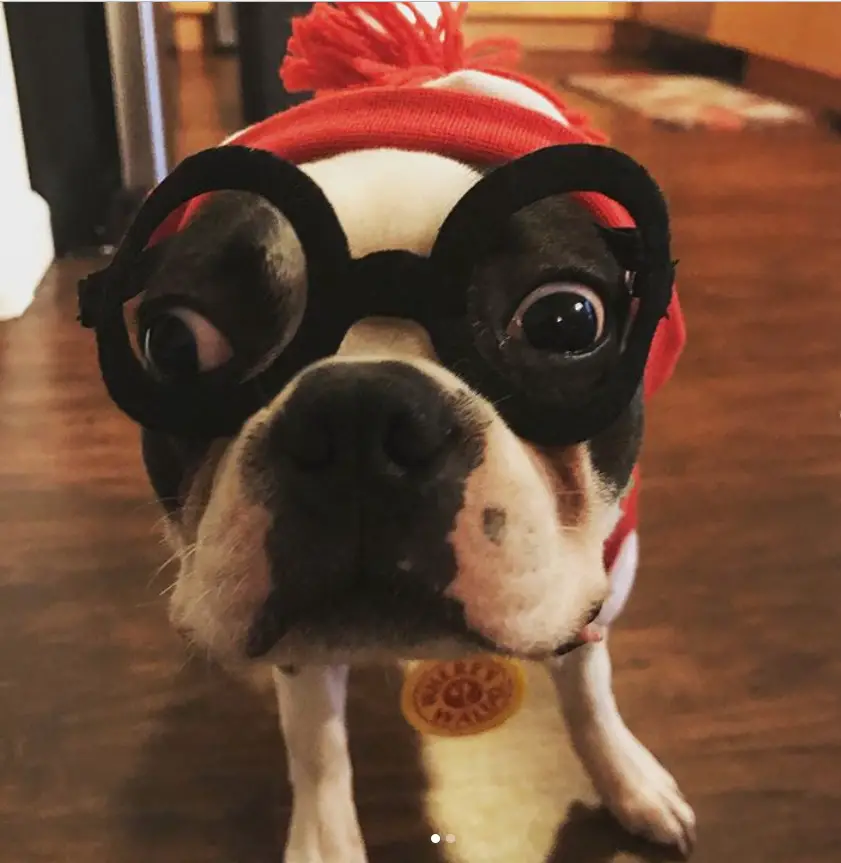 A Boston Terrier standing on the floor wearing a round glasses and striped red and white beanie