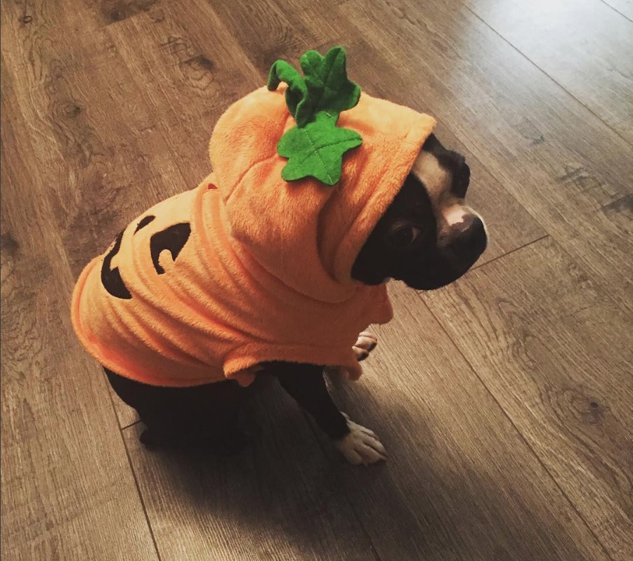 A Boston Terrier in pumpkin costume while sitting on the floor