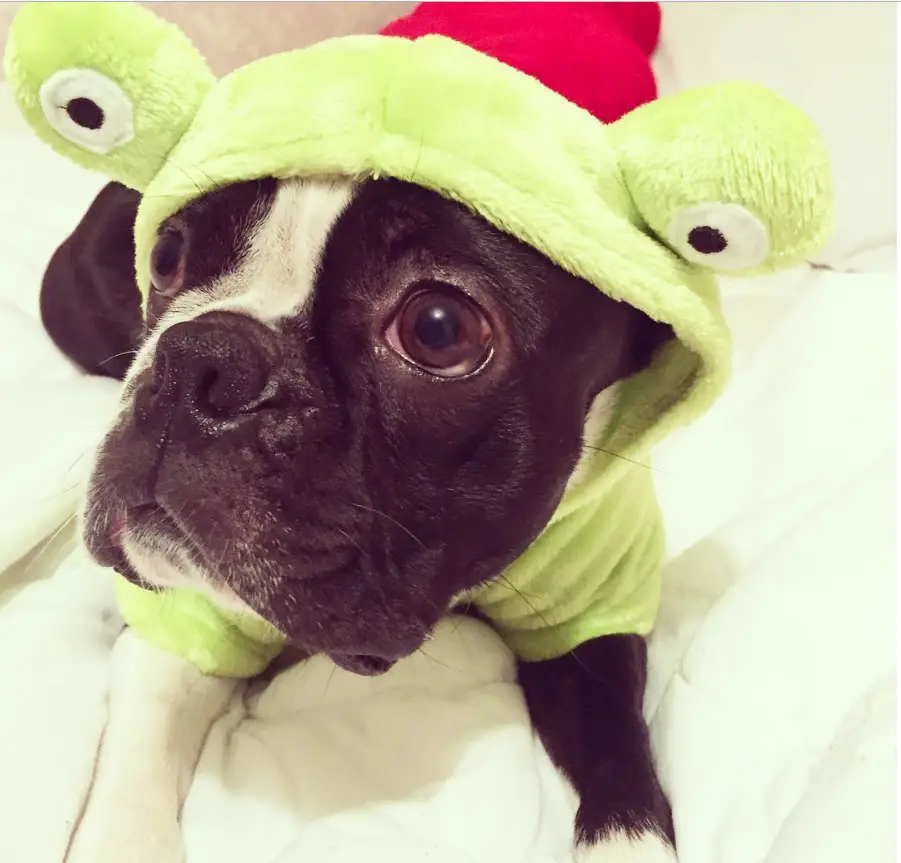 A Boston Terrier in frog costume while lying on its bed