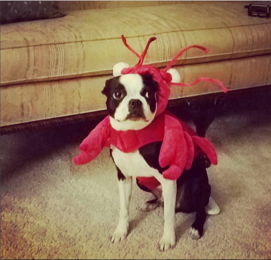 A Boston Terrier in lobster costume while sitting on the floor
