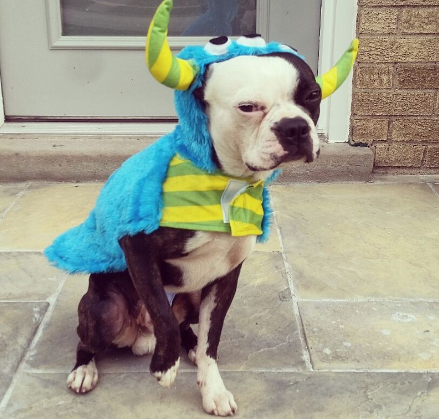A Boston Terrier in cookie monster costume while sitting on the floor in the front porch
