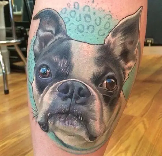 face of a black and white Boston Terrier in a blue green background tattoo on the leg