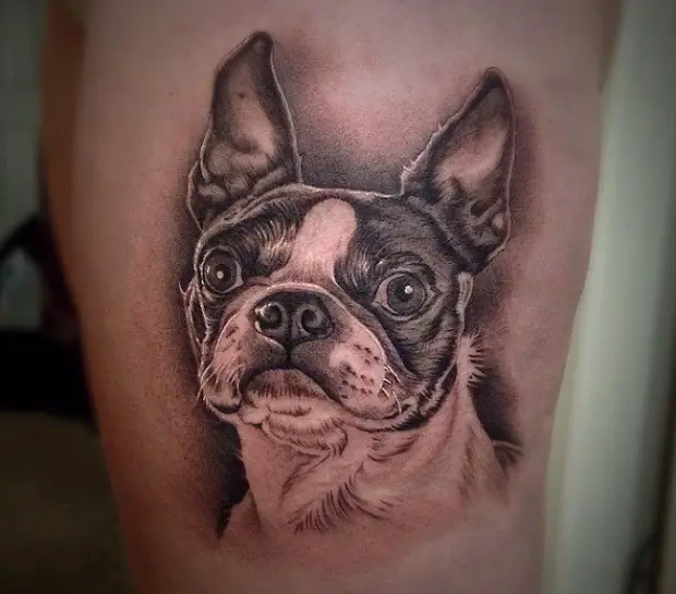 3D face of Boston Terrier tattoo on thigh