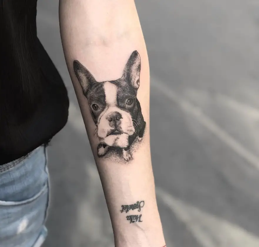 3D tattoo on the forearm of a sitting Boston Terrier