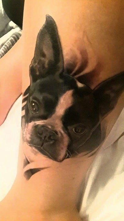 3D face of Boston Terrier tattoo on the leg