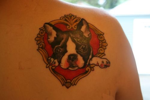 Boston Terrier puppy in a vintage frame tattoo on the back