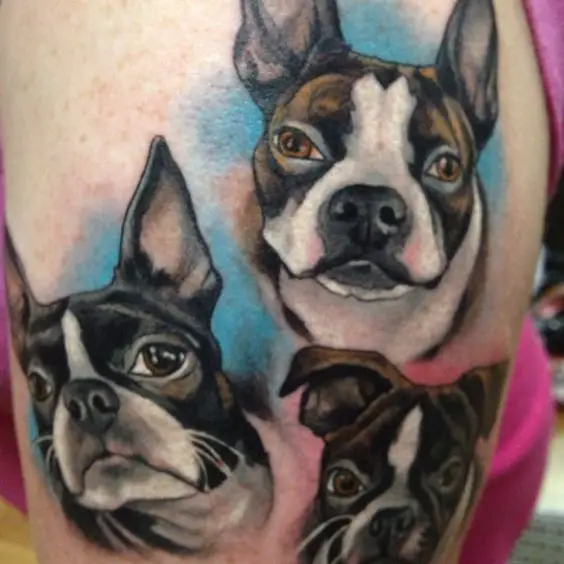 three faces of Boston Terriers with sky blue and pink shadow tattoo