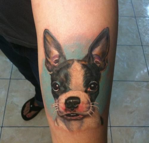 Boston Terrier puppy sky blue shadow tattoo on the forearm