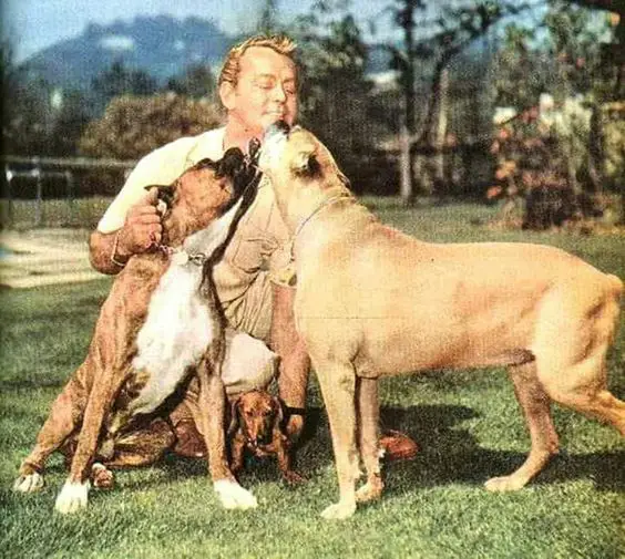 Alan Ladd at the park with his two Boxer dogs licking his face