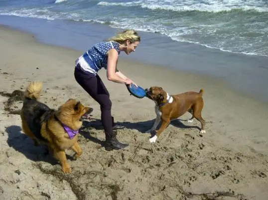 Chelsea Handler playing tug of war with her Boxer dog by the seashore