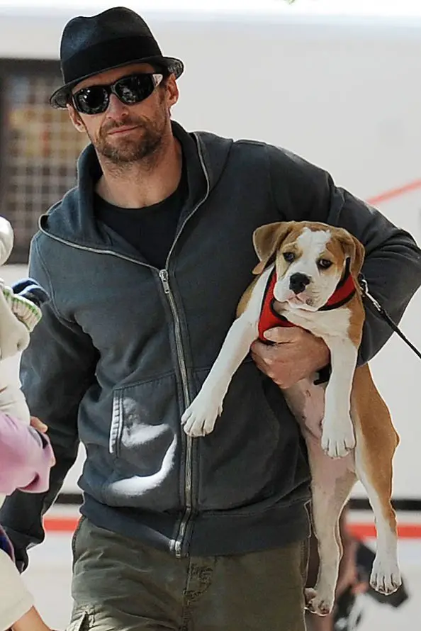 Hugh Jackman holding his Boxer dog on his side