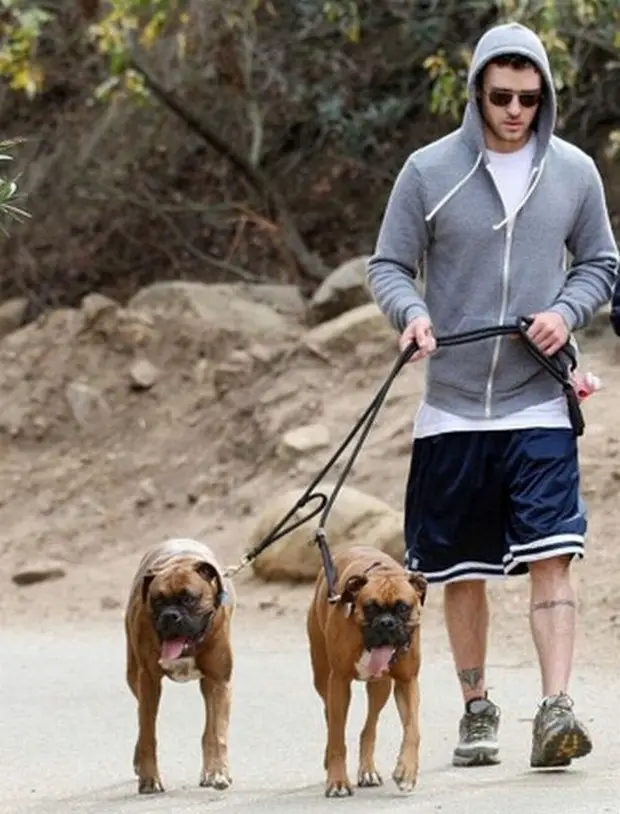 Justin Timberlake taking a walk with his two Boxer dogs.