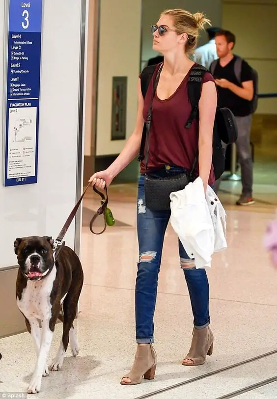 Kate Upton walking at the airport with her Boxer dog