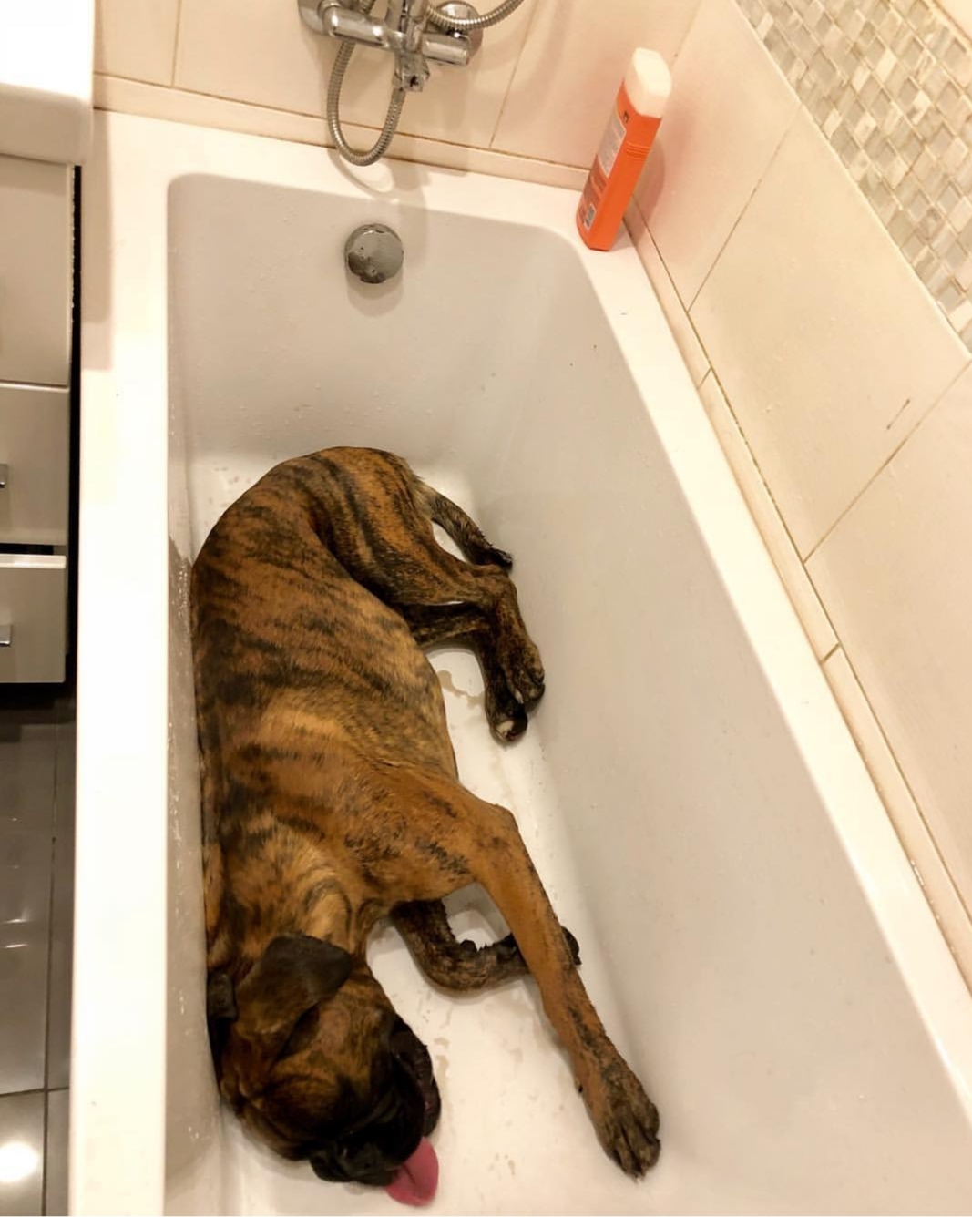 A Boxer sleeping in the bathtub with its tongue out