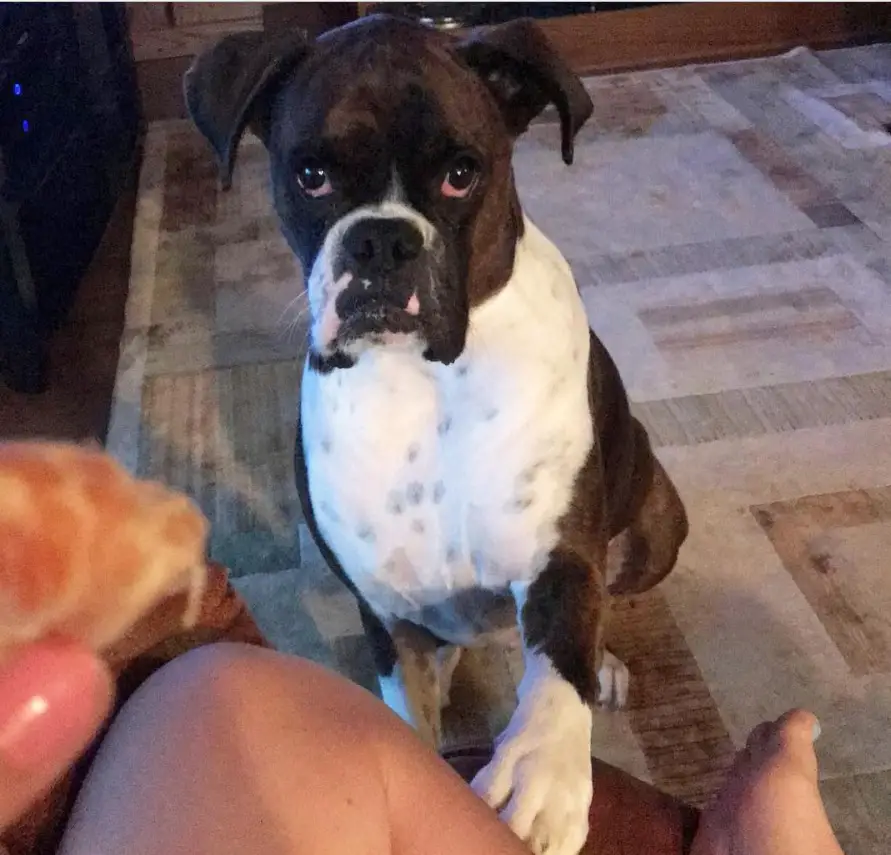 begging boxer dog with its hands on the couch where it's owner is sitting