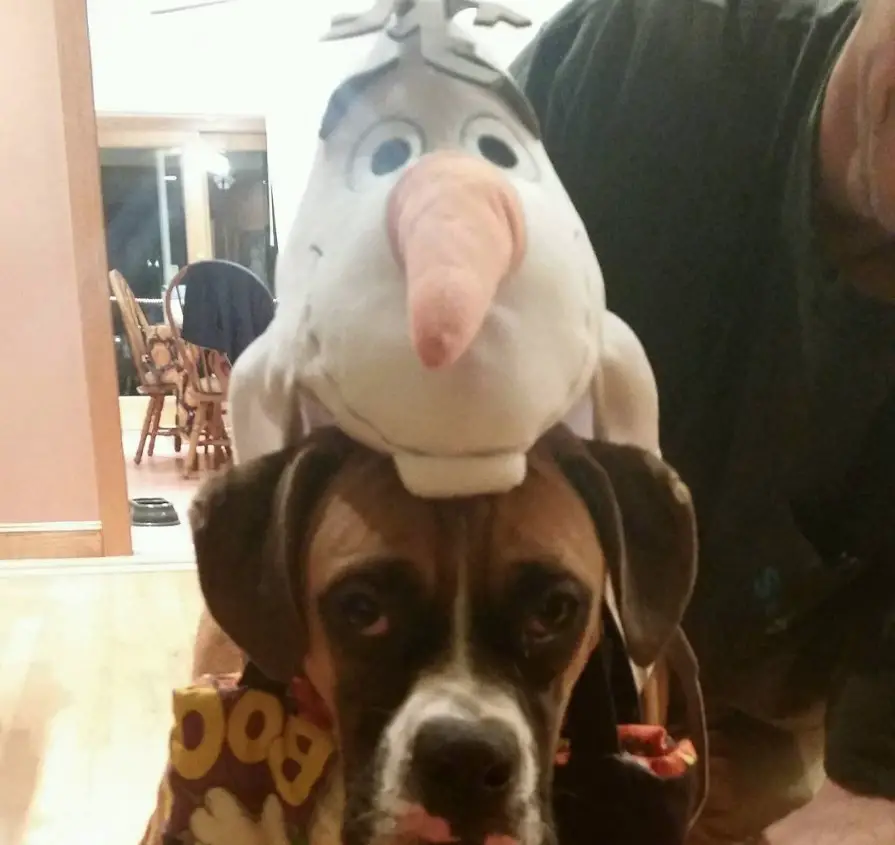 Boxer Dog with olaf stuffed toy on top of its head