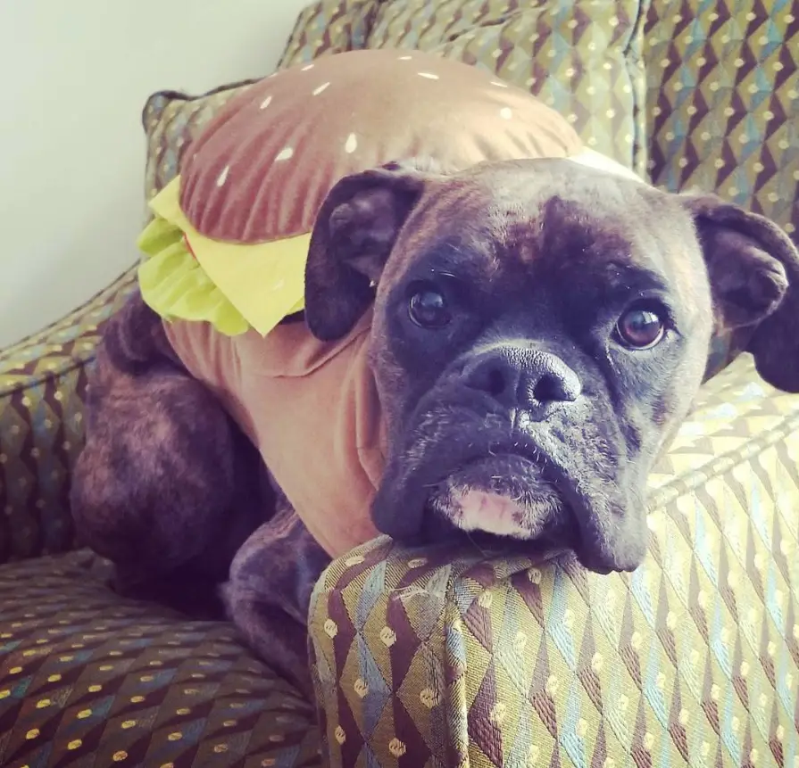 Boxer Dog in burger costume while sitting on the chair