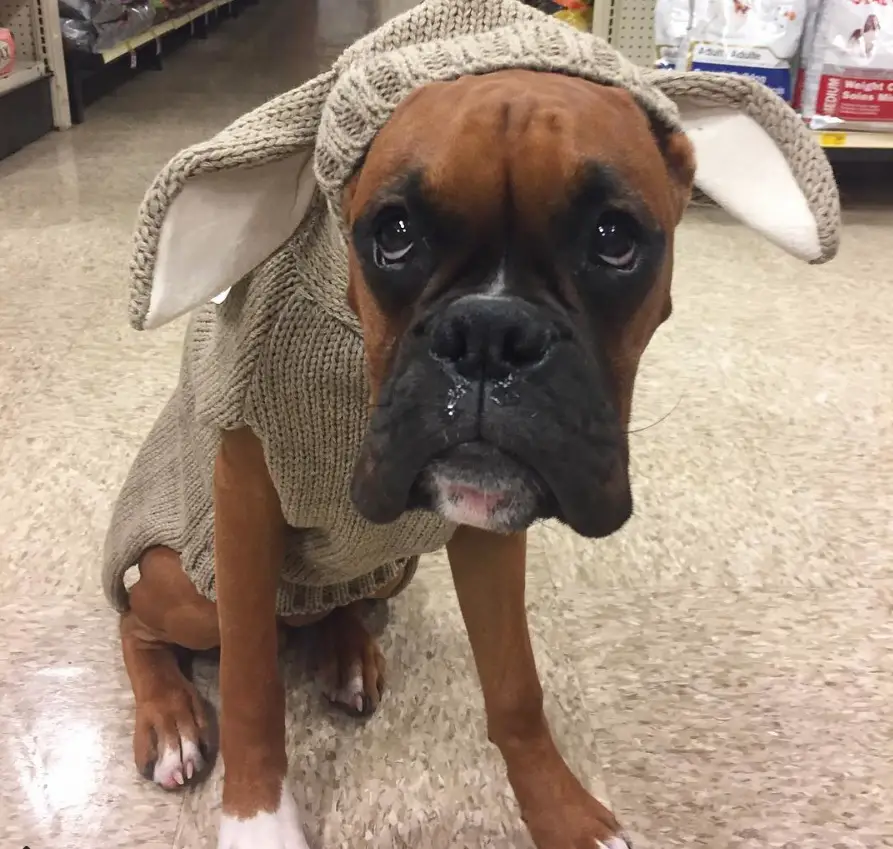 Boxer Dog in its yoda costume while sitting on the floor with its begging face