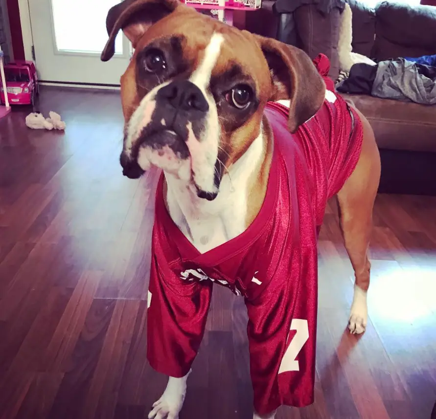 Boxer Dog in its football player costume while standing on the floor