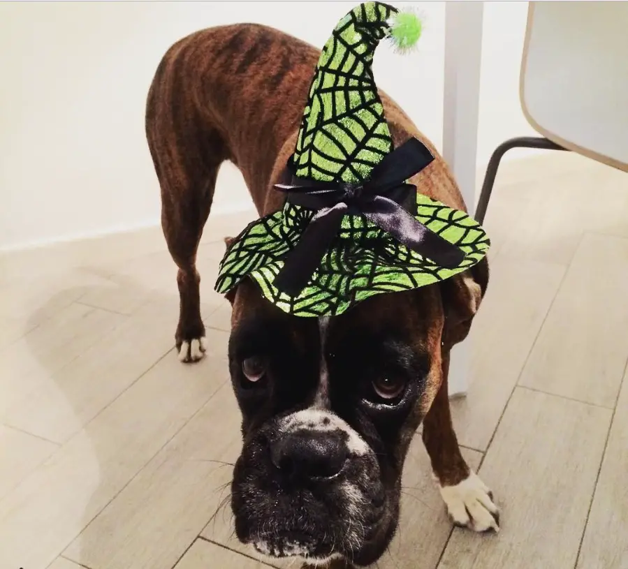 Boxer Dog wearing witch hat while standing on the floor
