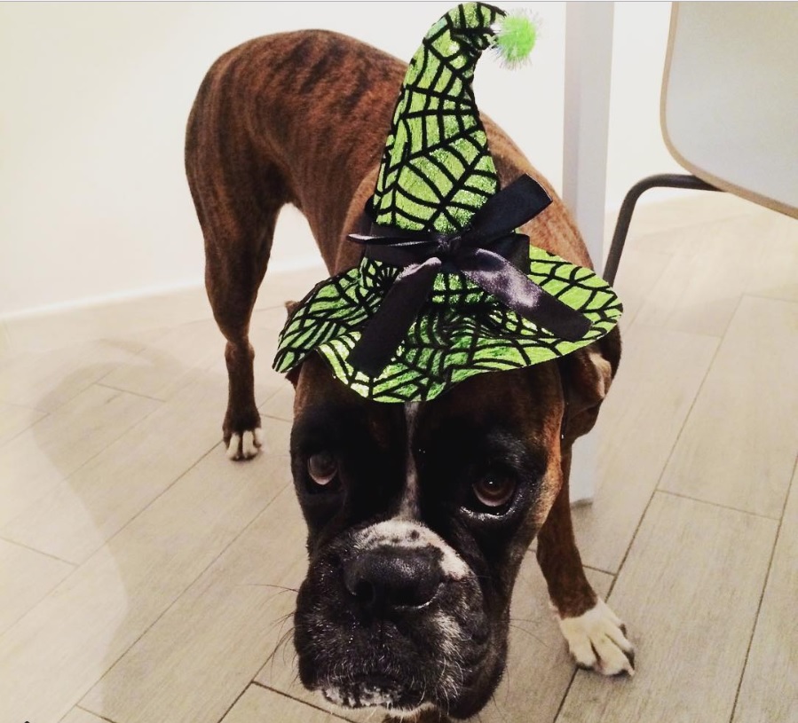 Boxer Dog wearing witch hat while standing on the floor